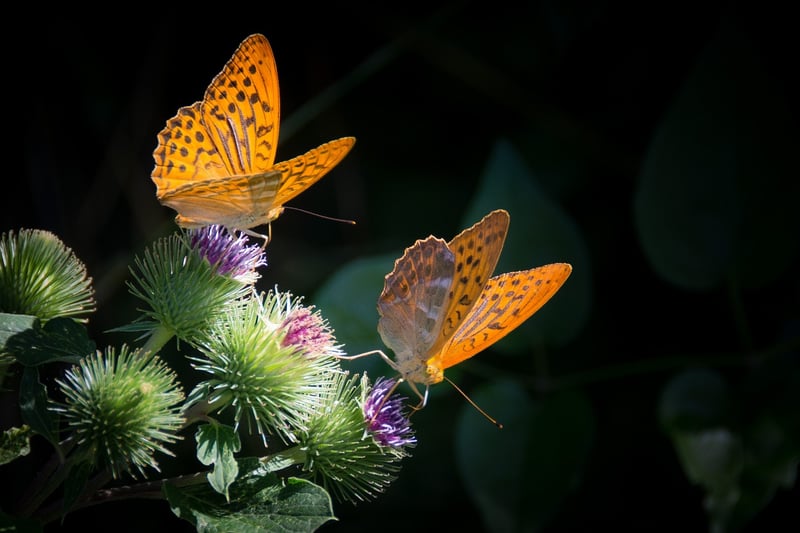 Navigating The Butterfly Effect